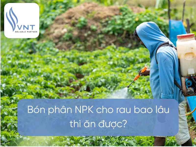 Bón phân NPK cho rau bao lâu thì ăn được?