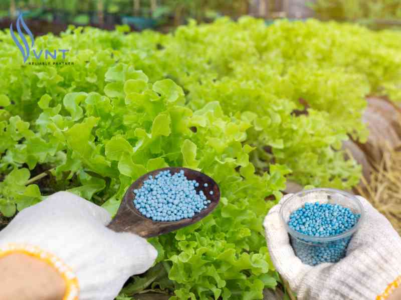 Cách nhận biết rau đã đủ thời gian sau khi bón phân NPK