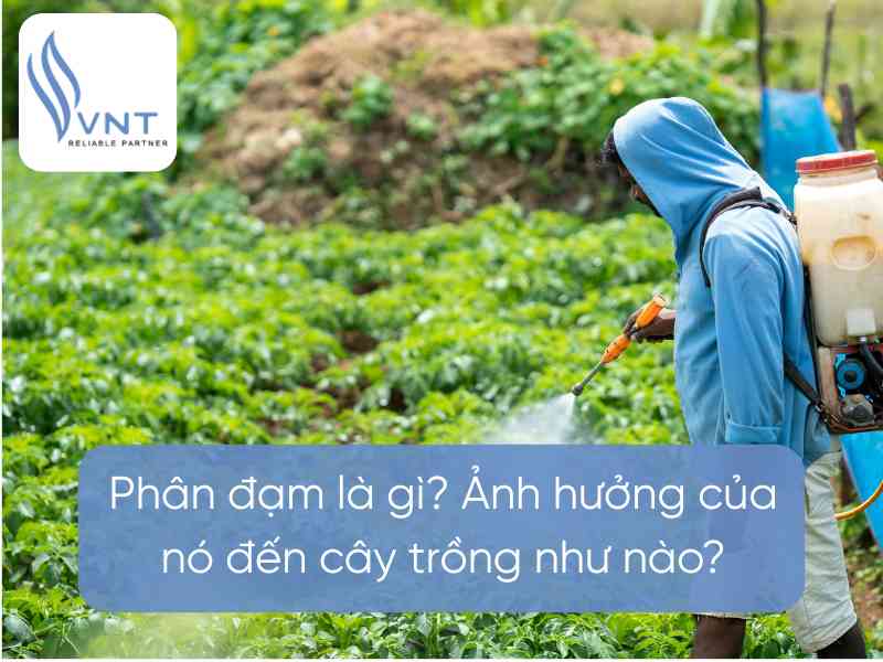 Vai trò của phân đạm đối với cây trồng