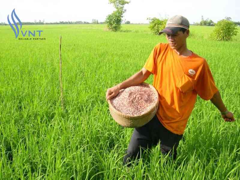Các lưu ý khi bón phân Kali