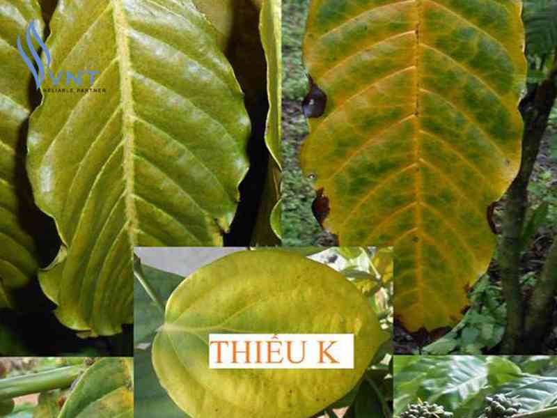 Cây trồng thiếu phân bón Kali