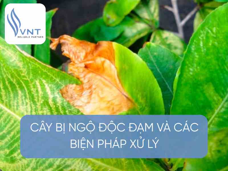 Phân đạm có vai trò rất quan trọng đối với cây trồng