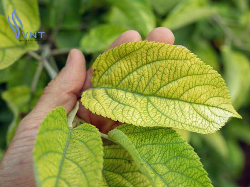 Làm thế nào phát hiện cây trồng thiếu vi lượng??