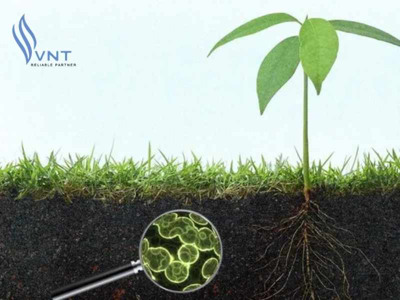 Phân bón vi sinh phân giải các chất mùn