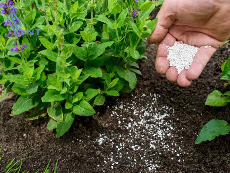 Cách sử dụng KNO3 hiệu quả