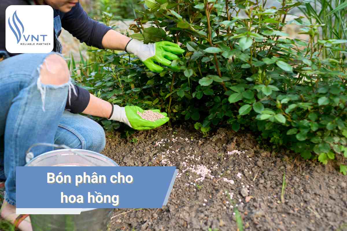 Bón phân cho hoa hồng