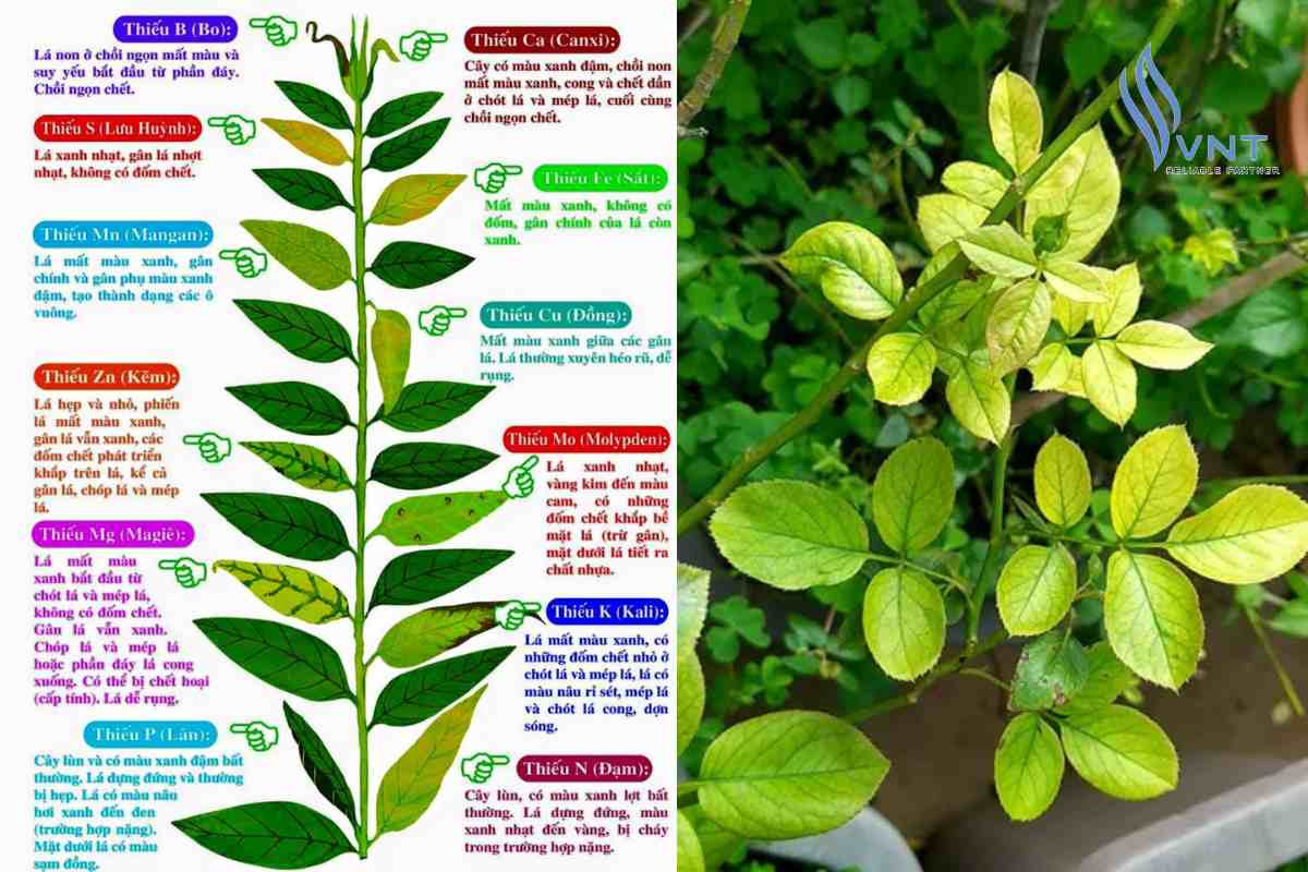 Cách nhận biết cây hoa hồng thiếu hoặc thừa phân bón