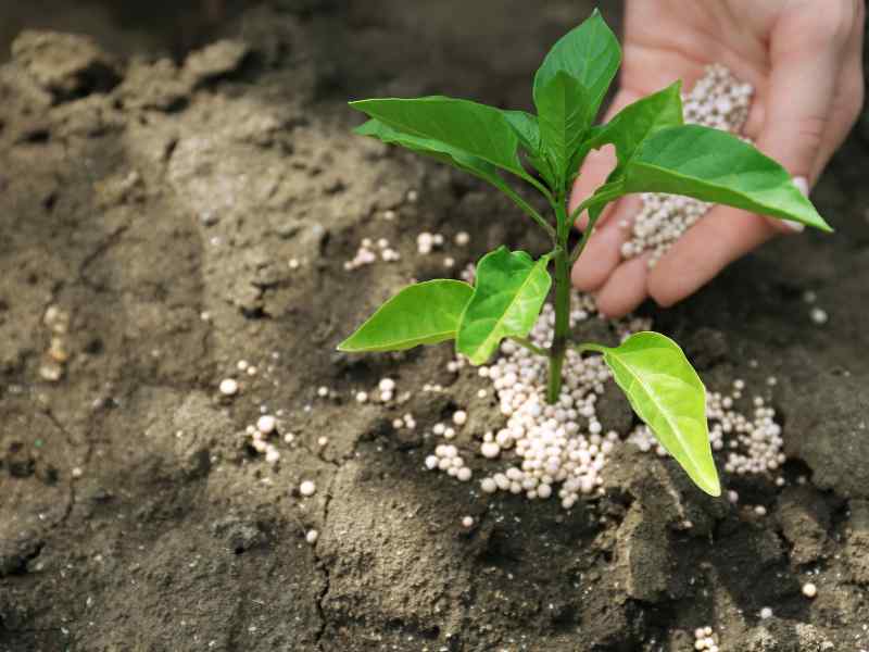 How to Use NPK Fertilizer for Branch and Canopy Development