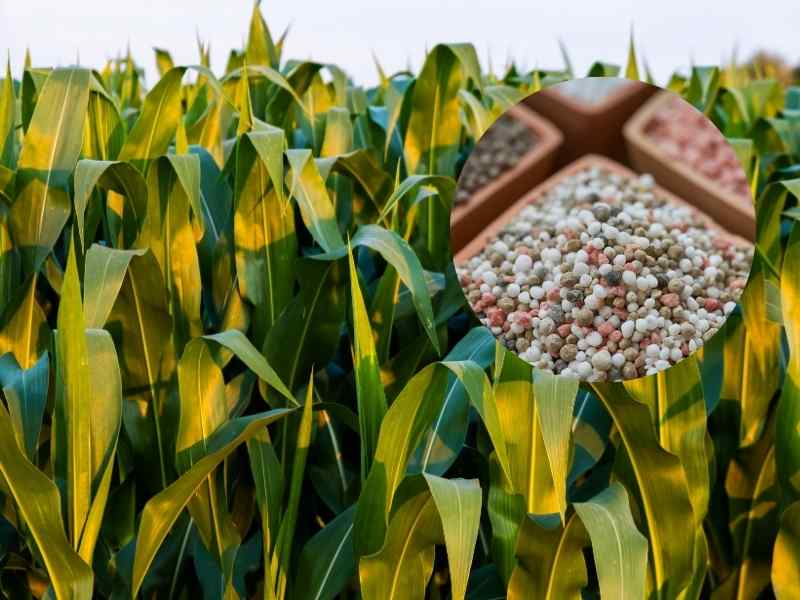 Tips to Maximize the Effectiveness of NPK Fertilizer