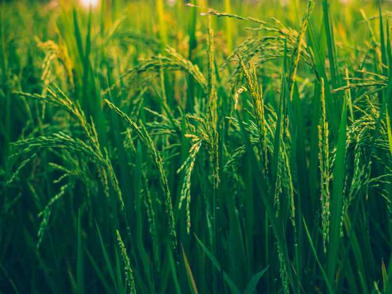 Using NPK Fertilizer During Flowering and Fruiting Stages