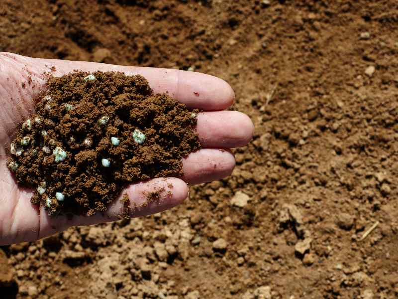 Using NPK Fertilizer After Harvest