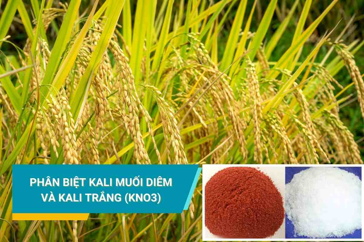 Phân biệt kali muối diêm và kali trắng (KNO3)