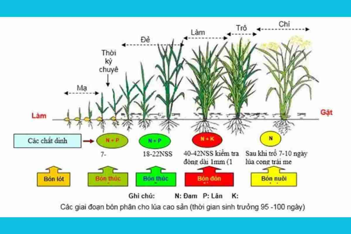 Giai đoạn bón phân của cây lúa