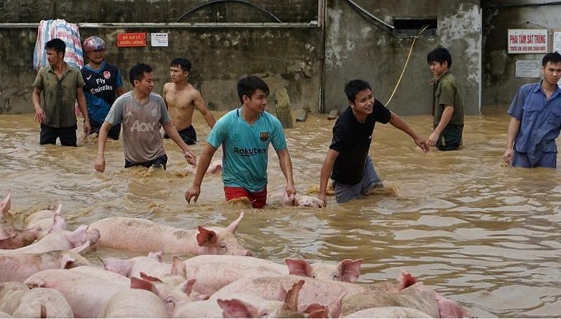 Ngập lụt vùng chăn nuôi