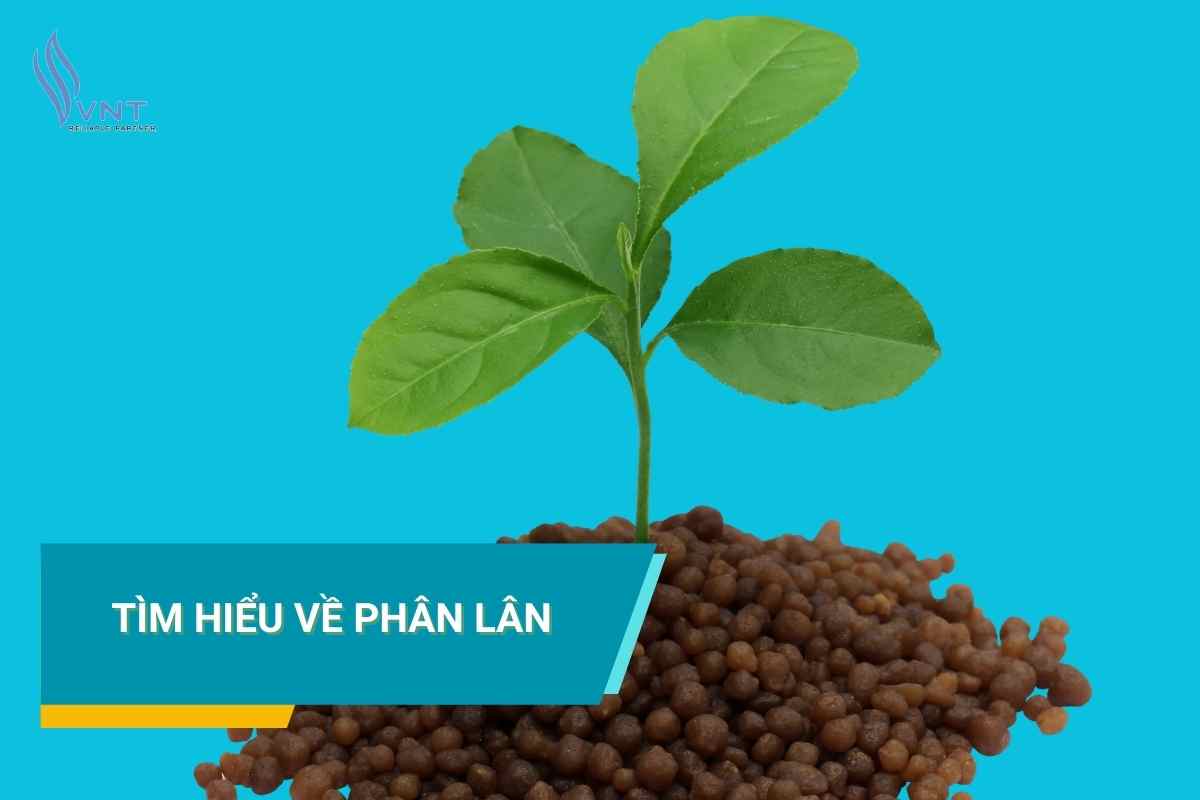 Phân lân là gì?