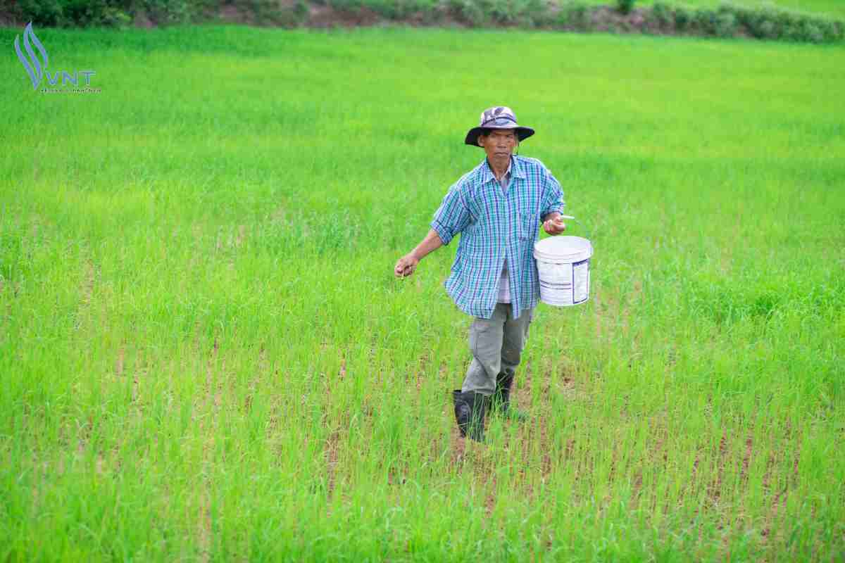 Sử dụng phân bón DAP cho lúa