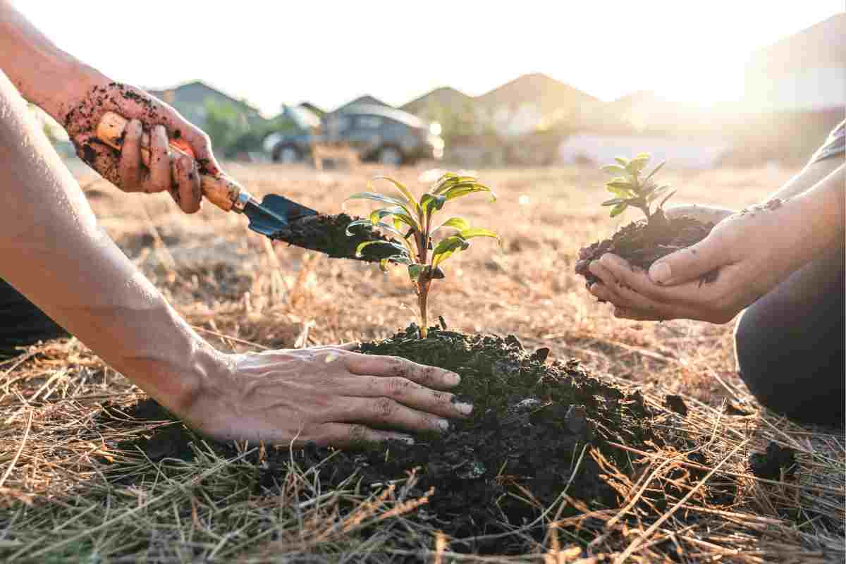 Tro bếp cung cấp những dinh dưỡng gì cho cây trồng