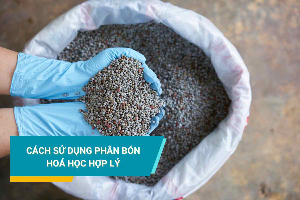 How to use chemical fertilizers and things to remember