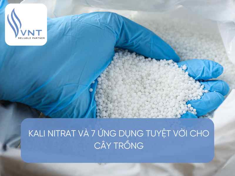 KALI NITRAT AND 7 GREAT APPLICATIONS FOR PLANT