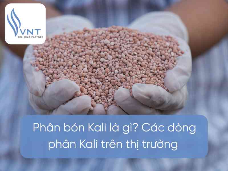 TYPES OF POTASSIUM FERTILIZER ON THE MARKET AND WHAT YOU NEED TO KNOW