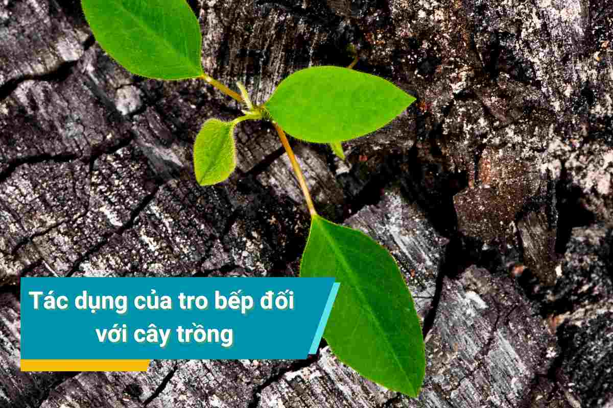 EFFECTS OF KITCHEN ash on plants